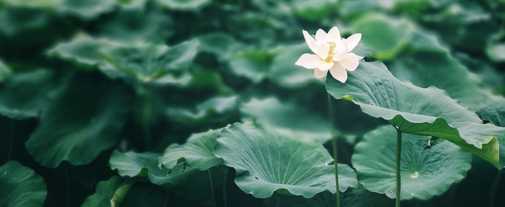 荷叶能减肥吗 荷叶 减肥 美妆 第1张