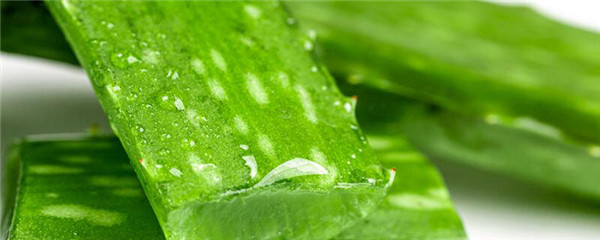 芦荟胶能不能经常用，芦荟胶可以修复吗 护肤 第1张