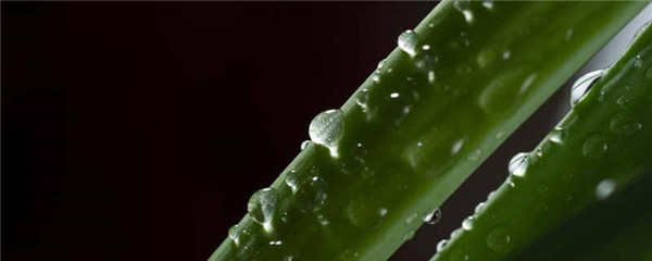 新鲜芦荟擦脸坚持一个月功效，新鲜芦荟擦脸要不要洗 护肤 第1张