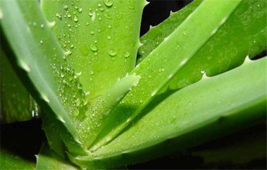 芦荟面膜几天敷一次，芦荟面膜正确使用方法