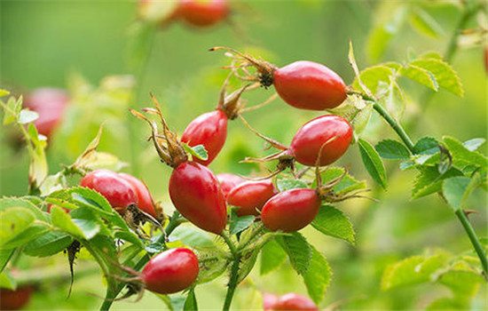 阿芙荷荷巴油可以用导出仪吗，搭配效果更好