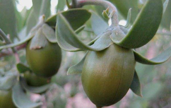 荷荷巴油是什么油，荷荷巴油有什么用