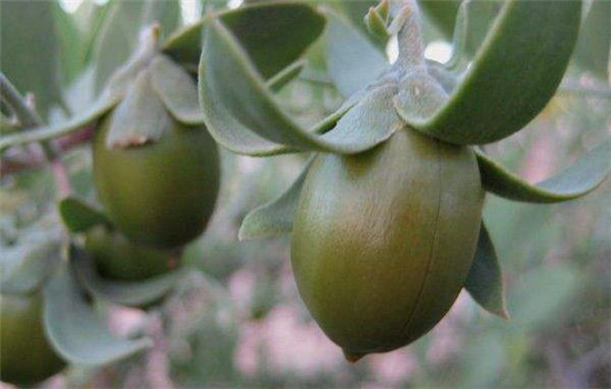 荷荷巴油的功效与作用，荷荷巴油有哪些用法