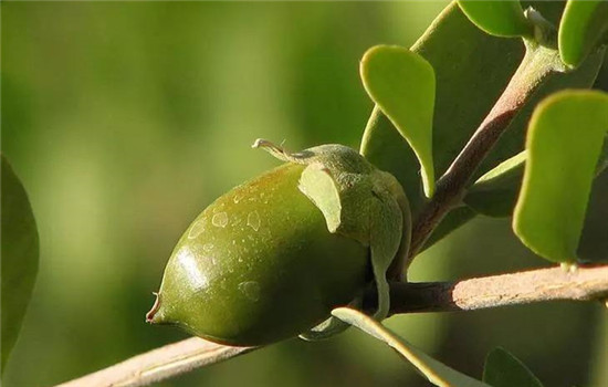 阿芙荷荷巴油的功效与用法，阿芙荷荷巴基础精油使用技巧