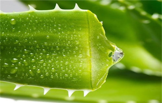 库拉索芦荟可以直接涂脸吗，你必须了解的正确使用方法