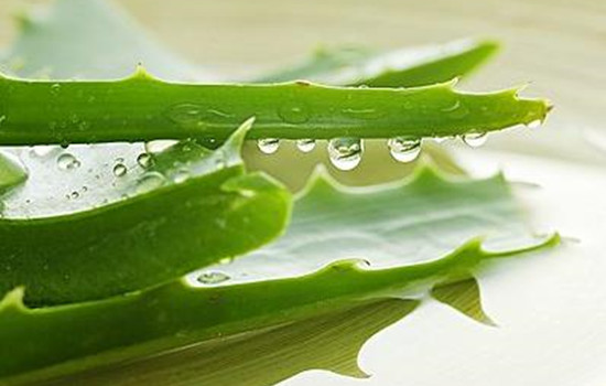新鲜芦荟涂脸几天一次，芦荟胶的作用和功效
