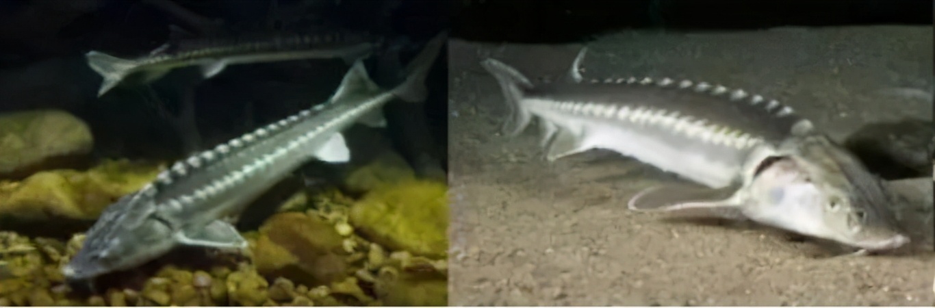 所谓的鲟鱼子酱护肤品为什么越来越受到人们的推崇