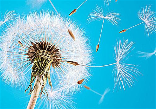 蒲公英能去雀斑吗，怎么做