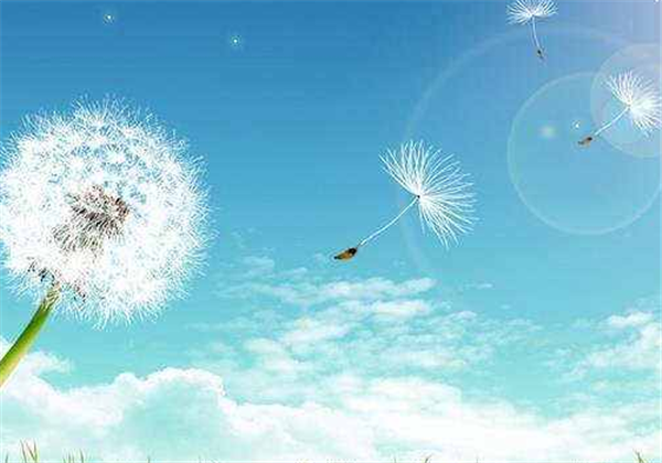 蒲公英治雀斑多久有效，禁忌有哪些