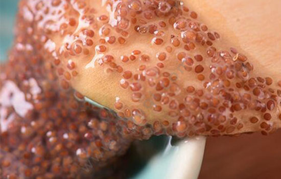 敷海藻面膜前要擦什么，这样做效果更好