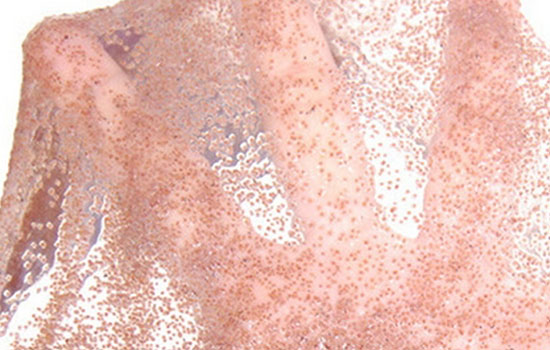 敷海藻面膜前要拍爽肤水吗，海藻面膜什么时候敷最好