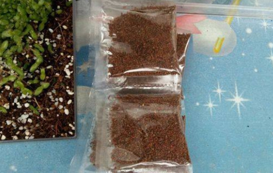 海藻面膜能发芽吗，幼芽实际上是假酸浆的幼苗