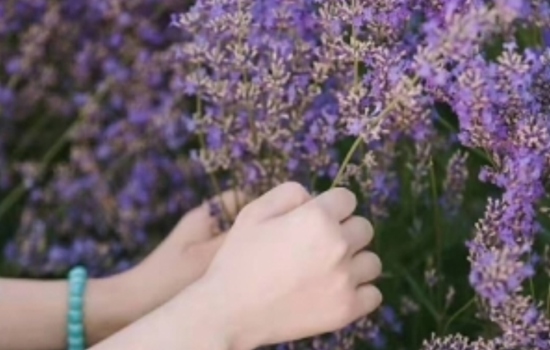 朵拉朵尚属于什么档次，国内手工皂领导品牌