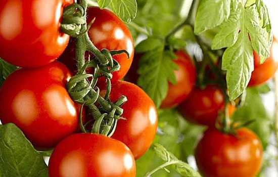 西红柿可以做面膜吗