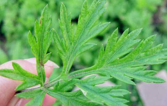 艾草精华液的用处