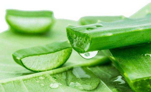 哪个牌子的芦荟胶最纯，芦荟胶怎么辨别真假呢