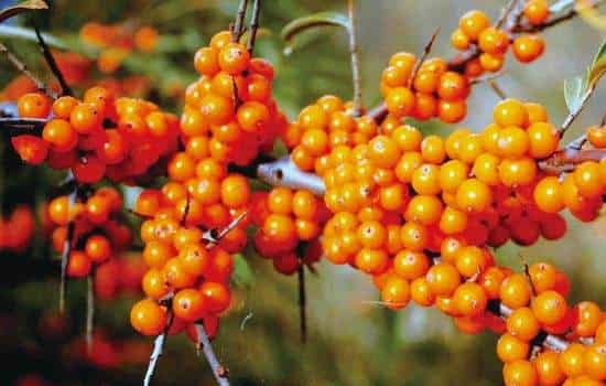 沙棘面膜的功效与作用，补水滋润修复舒缓