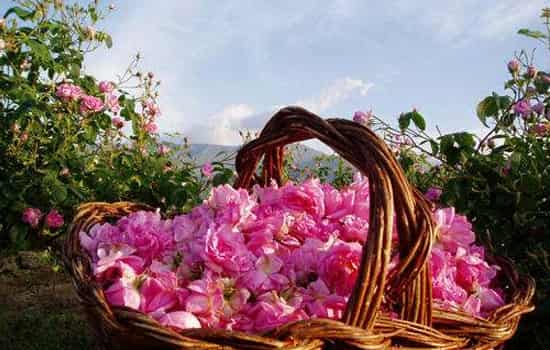 土耳其玫瑰水功效，补水保湿适合油皮