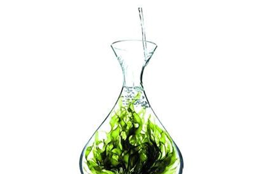 奥氏海藻提取物的作用，强大的抗氧化剂