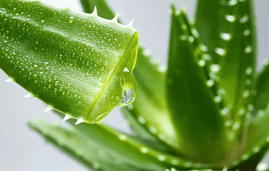 怎样自制保湿面膜，自制面膜成分更安心