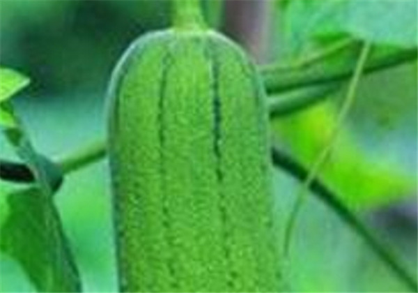 丝瓜水面膜怎么做，敷完要洗吗