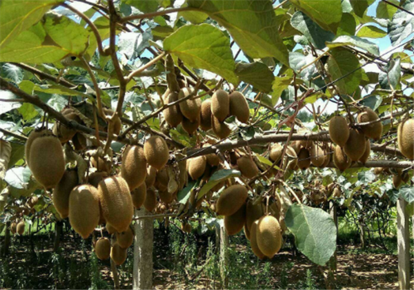 猕猴桃面膜过敏怎么办，敏感肌肤能用吗