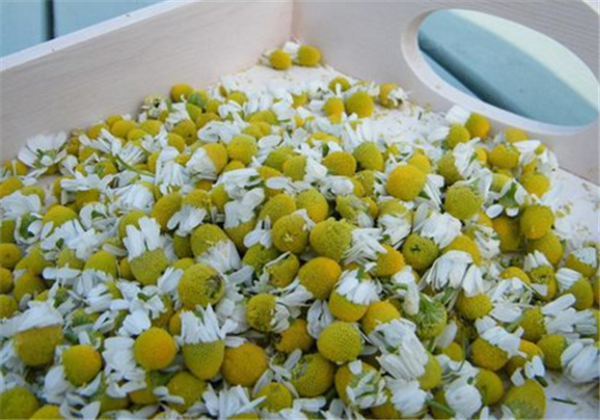 洋甘菊纯露能去红血丝吗， 加精油用好吗