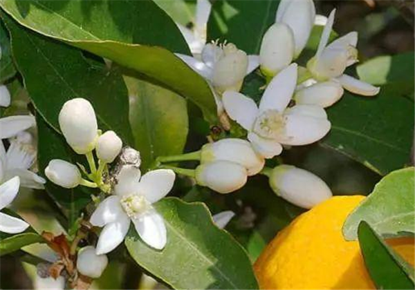 香水闻多了对身体好吗，喷了过后头痛难受咋办