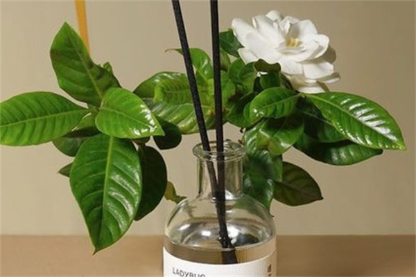 栀子花精油有什么作用