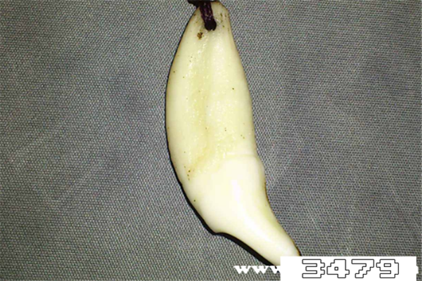 狼牙为什么不能送人，送人狼牙有什么意义