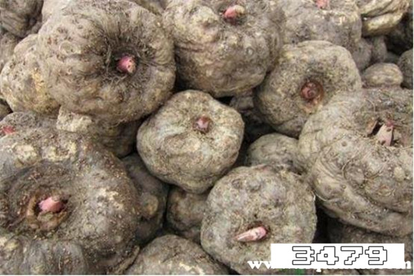 长期吃魔芋的副作用，吃魔芋的禁忌