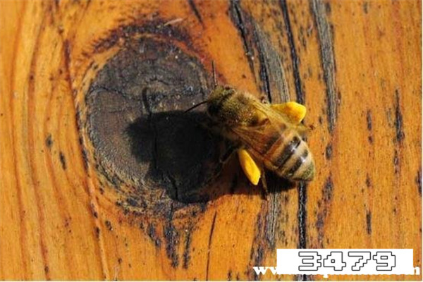 女人吃蜂花粉的好处，蜂花粉的功效与禁忌