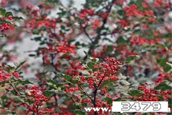 中国最好花椒排名前十，优质花椒品种排行榜