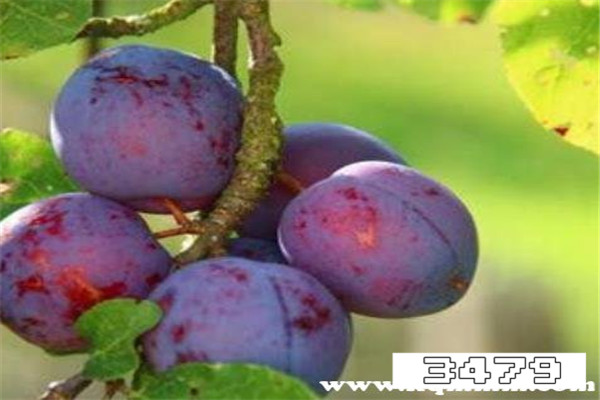 李子的功效与作用害处，李子的营养价值与禁忌