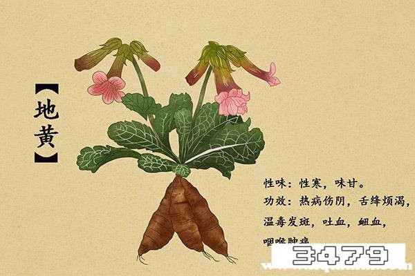 生地与熟地的功效与作用区别，生地降火还是熟地降火