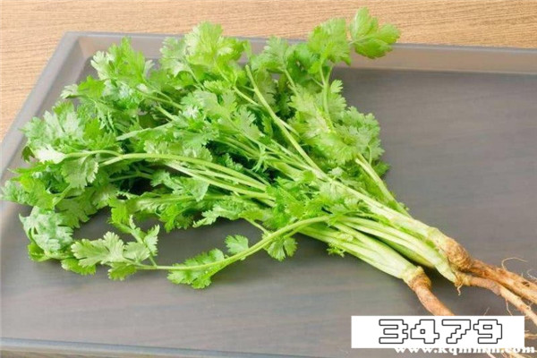 吃香菜对女人有啥好处，女人吃香菜有什么好处和坏处