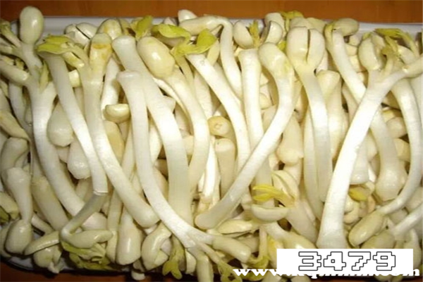 花生芽的功效与禁忌，花生芽的营养价值及功效与作用