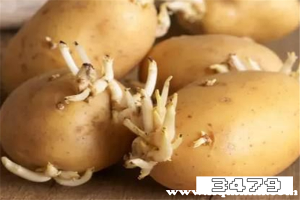 土豆的龙葵素在体内多久可以清除，龙葵素会蓄积在人体吗