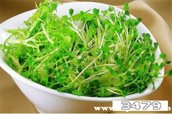 野豌豆苗食用危害，野生豌豆苗能吃吗