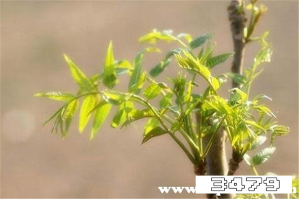 柳树芽晒干泡水喝的功效，柳树芽泡水喝适宜什么人吃