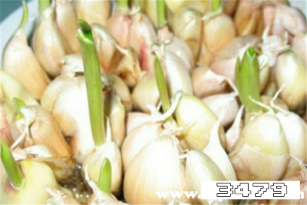 发芽大蒜千万别吃，家里发芽的大蒜能吃吗