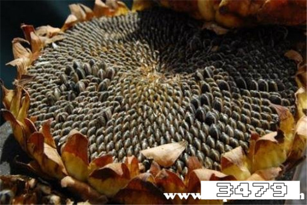 女人吃生葵花籽有什么好处，女人经常吃生瓜子好吗