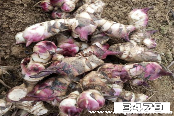 芭蕉芋的功效与作用禁忌，芭蕉芋怎么食用