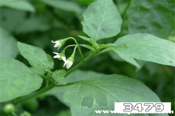 龙葵叶子煮水的功效，龙葵草煮水的功效与作用