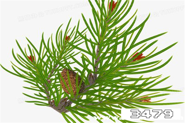 松针晒干功效好还是湿效果好，吃松针哪一种松针最好