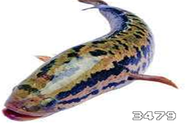 为什么不让女孩吃黑鱼，什么人不能吃黑鱼禁忌