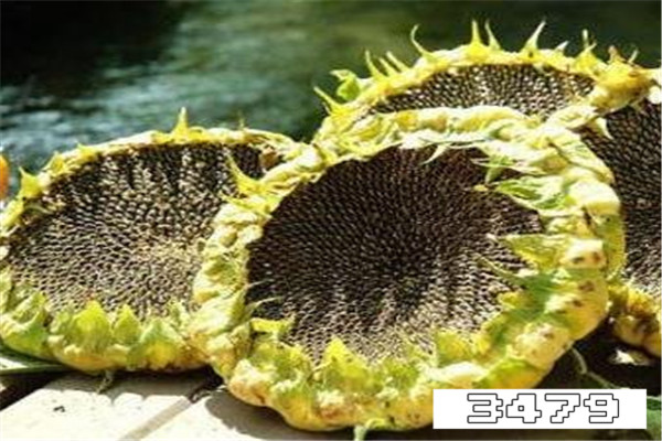 葵瓜子吃多了有什么副作用，多吃葵瓜子有什么危害