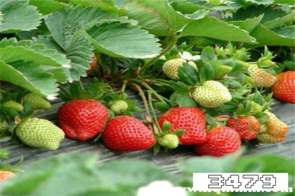 草莓不洗就吃有什么风险，草莓真的有大量寄生虫吗