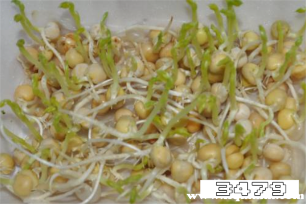 豌豆生芽子了还能吃吗，豌豆发芽能吃不能吃