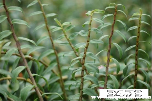 三种人坚决不能吃铁皮石斛，铁皮石斛不适合人群